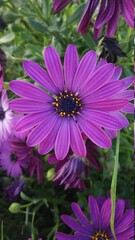 margherita viola