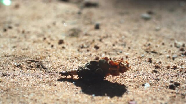 Bagworm moth caterpillar with a house made of dry rose, walking on the ground - 4k graded footage