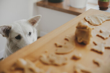 Cute white dog looking at gingerbread cookies dough on wooden table in modern room. Funny curious...