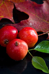 Fall Season Macro Image of Red Crab Apples with Maple Leaves on Dark Background