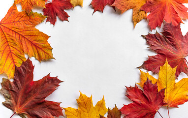 Naklejka na ściany i meble Colorful autumn maple leaves frame on white background with copy space. Autumn and happy thanksgiving day concept. Flat lay composition, top view