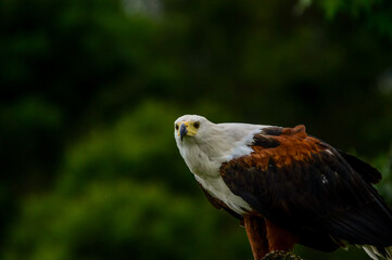 African fish eagle - a large bird of prey known as haliaeetus vocifer perched on a tree