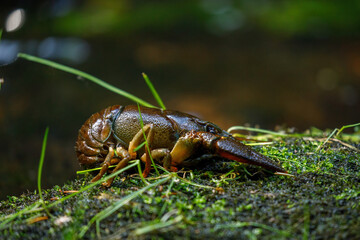 Crayfish near mountain brook. European noble crayfish, Astacus astacus, on mossy stone in morning...