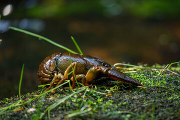 Crayfish near mountain brook. European noble crayfish, Astacus astacus, on mossy stone in morning sunrays. Most common freshwater crayfish in Europe. Lives in unpolluted streams, rivers, and lakes.