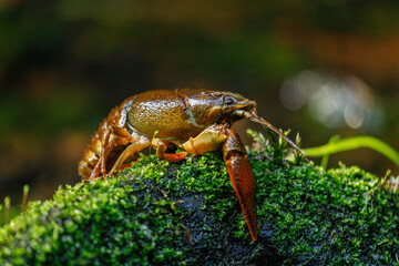 Crayfish near mountain brook. European noble crayfish, Astacus astacus, on mossy stone in morning sunrays. Most common freshwater crayfish in Europe. Lives in unpolluted streams, rivers, and lakes.