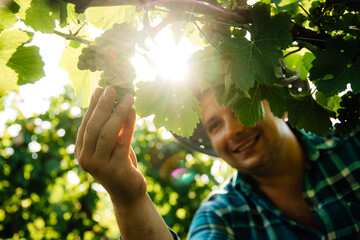 close up of hands of male farmer winemaker touching vine grapes. sunny summer day, beef crop view inspection.