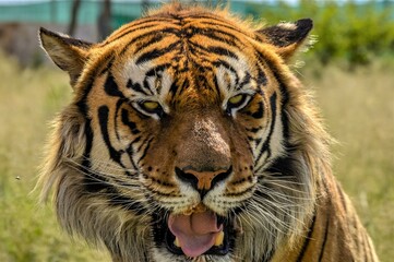 Portrait of a beautiful Bengal tiger in South Africa