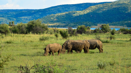 Naklejka na ściany i meble Dehorned White Rhinoceros in it's natural surrounding and landscape