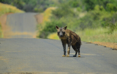 Close up portrait of elusive and endangered Brown Hyena (Hyaena brunnea) in Pilanesberg national park South Africa