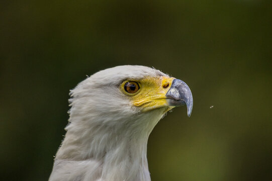 Close up portrait of an isolated African fish eagle (haliaeetus vocifer) head