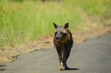 Portrait of an old lone Brown Hyena (Hyaena brunnea) in Kruger during a safari