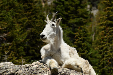 Obraz premium Mountain Goat resting on a rock