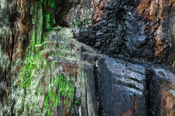 Redwood Bark Abstract 04