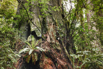 Redwoods National Park 03