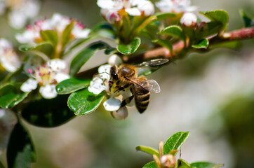 Bee sipping nectar from the Chokeberry flowers in the garden
