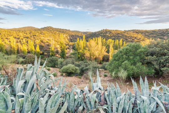 Plantas de pita y chopos al atardecer, Alcaudete de la Jara, Toledo, Espa&ntilde;a.