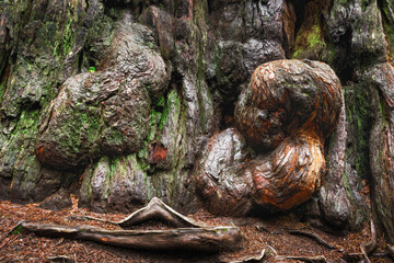 Redwood Bark Abstract 06