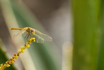 Beauty in nature. Funny dragon fly