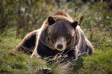 Photo sur Plexiglas Denali Portrait of a wild big powerful grizzly bear lying on the green grass in nature, looking directly forward