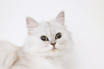 Fototapeta na wymiar Funny large longhair white cute kitten with beautiful big eyes. Pets and lifestyle concept. Lovely fluffy cat on white background.