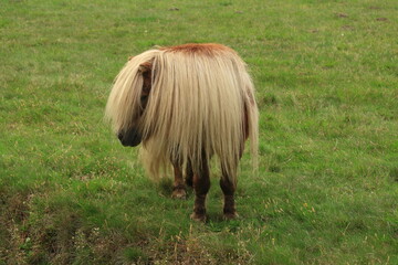 Mały koń, konik. Kucyk z długą grzywą. Ponytail with a long mane. © jarizPJ
