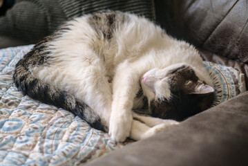 gato durmiendo sobre el sofa y con su mantita