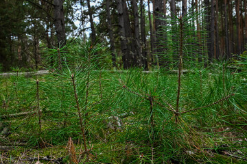 young sprouts of pine in the forest among large trees.
