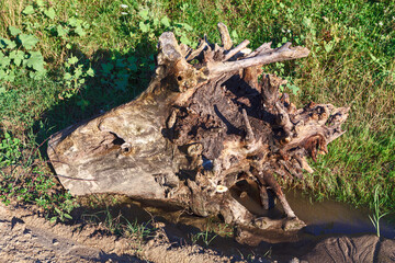 Fototapeta premium Stump with roots . Extraction of tree with roots