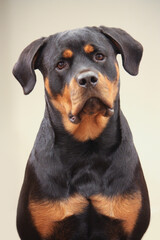Fototapeta premium Young adult female purebred rottweiler posing