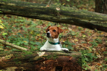 Pies w lesie. Dog in the woods. Jack Russel Terrier. - obrazy, fototapety, plakaty
