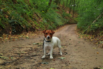 Dog jrt. Dog walking in the woods. Pies na spacerze w lesie. © jarizPJ