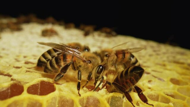A striped yellow bee colony works on the combs in the hive. Honey bees turn nectar into honey and cover it with honeycombs. Close up of bees crawling over the combs. Slow motion.