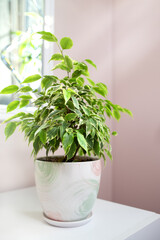 Ficus benjamin tree, macro photo leaves, ficus houseplant, botany home nature, background