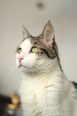 gato de ojos verdes mirando hacia la izquierda arriba