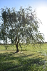 Weeping Willow Tree in a Field