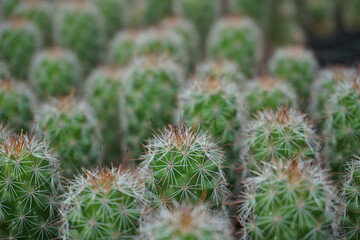 Plantación de cactus