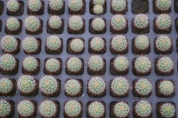 PLANTINES DE CACTUS EN UN VIVERO