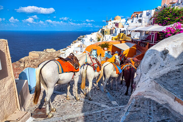 Horse taxis at a narrow street in Oia village with famous white houses and windmills on Santorini island, Aegean sea, Greece.