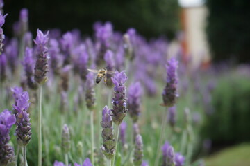 Plantas de lavanda con abeja