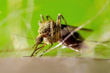 Fototapeta premium Mosquito Bite on Green Background. Encephalitis, Yellow Fever, Dengue, Malaria Disease, Mayaro or Zika Virus Infectious Culex Mosquitoe Parasite Insect Macro.
