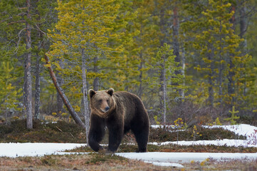 Brown bear in the finnish taiga in late winter