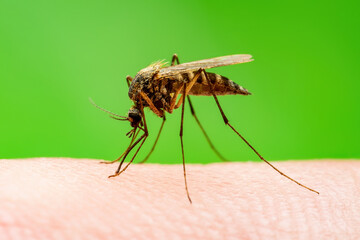 Malaria Mosquito Bite on Green Background. Encephalitis, Yellow Fever, Dengue, Malaria Disease, Mayaro or Zika Virus Infectious Culex Mosquitoe Parasite Insect Macro.