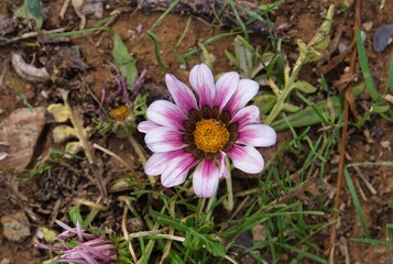 Macro portrait of a pink Gazania. Botanical name: Gazania rigens