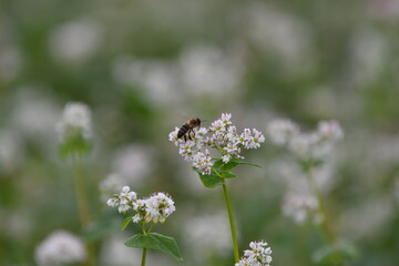 bee on a flower