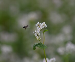 політ бджоли