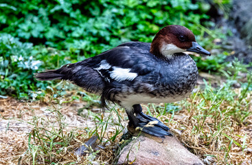 Mergellus albellus known as smew - female in dark plumage