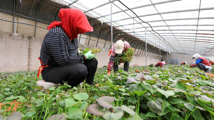 farmers gather sweet potato seedlings in greenhouses