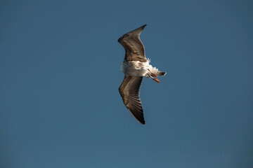 A seagull is high in the sky. Wild birds.