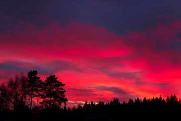 A forest silhouette against the sky at summer sunset