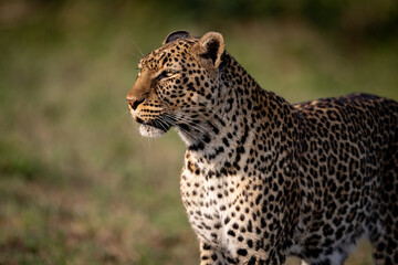 A leopard in Africa 